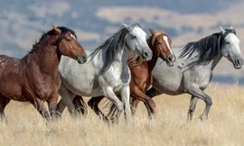 Những chú ngựa mustang hoang dã ở Mỹ có nguồn gốc từ Tây Ban Nha.