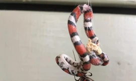 Nhện đen đang ăn thịt con rắn có kích thước lớn hơn nó 300 lần.