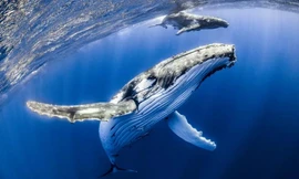 Cá voi lưng gù đã nuột chừng người thợ lặn, rồi nhả anh ra.