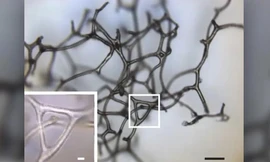 Một mảnh ba chiều của bộ xương bọt biển cổ đại.