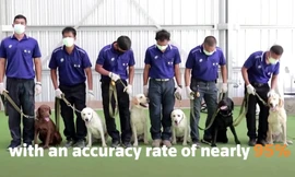 Sáu chú chó nghiệp vụ được huấn luyện đánh hơi mùi mồ hôi để phát hiện người mắc COVID-19.