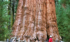 Cây General Sherman cao 83m, đường kính 11m, loài cây khổng lồ nhất hành tinh, đang được bọc màng nhôm chống cháy.