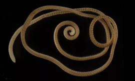 Milipede có hơn 1.300 cái chân.