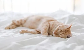 Mèo thường hay được lên giường nằm với chủ và nằm sát với chủ nên có nguy cơ mắc COVID-19 từ chủ cao hơn chó.