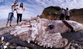 Mực ống khổng lồ