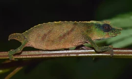 Loài tắc kè hoa quý hiếm nhất thế giới được tìm thấy ở đông nam châu Phi.