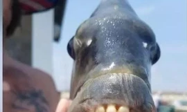 Cá đầu cừu có răng cửa giống như răng người.