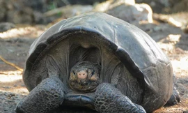 Rùa khổng lồ Ferrnanda