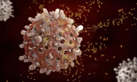 Tế bào B được bao quanh bởi các kháng thể.