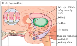 Biểu mô thần kinh khứu giác