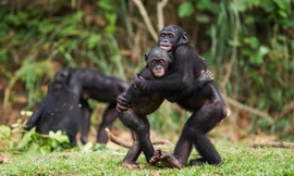 Loài vật ôm nhau để bày tỏ tình cảm như con người?