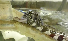 Cá chình trườn lên cạn nuốt chửng con mồi.