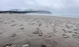 Hàng ngàn con " đô la cát" nằm phơi mình trên cát.