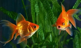 Não cá vàng không phải chỉ nhớ trong vòng 3 giây.