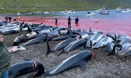 Xác chết đẫm máu của cá heo đã được bỏ lại trên bãi biển sau vụ giết hàng loạt trên đảo Faroe.
