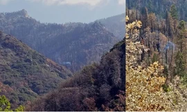 Khói từ cây Sequoia vẫn bốc lên âm ỉ.