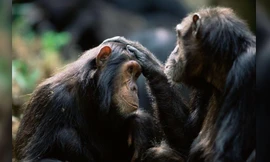 Khi gặp nhau, loài vượn xoa đầu nhau và ôm nhau... giống con người.
