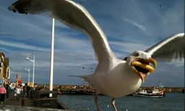 Hình ảnh quảng cáo trực tuyến mới của Google.