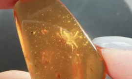 Con cua tí hon được tìm thấy trong miếng hổ phách.