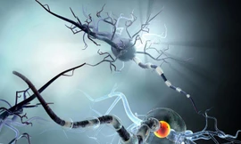 Nghiên cứu cận cảnh về các tế bào não cho thấy cách thức SARS-CoV-2 lây nhiễm cho các tế bào thần kinh.