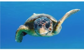 Rùa đầu to đã thực hiện hành trình hơn 14.500 km để tới Thái Bình Dương, loài dễ tổn thương cần bảo tồn.