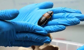 Một con gián được tìm thấy trong hành lý ký gửi của hai du khách Đức tại sân bay quốc tế El Dorado, Colombia.