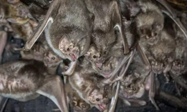 Dơi ma cả rồng chuyên ăn máu để tồn tại.