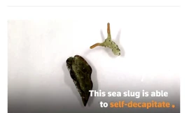 Chú sên biển trong quá trình mất đầu, thoát xác ký sinh trùng.