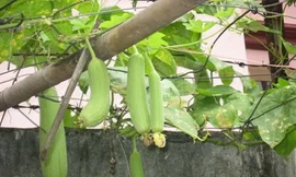 Ăn mướp chống ung thư