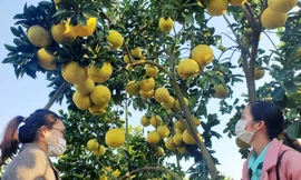 Khách thăm vườn bưởi của gia đình ông Trần Đình Én ở thôn Tân Trường, xã Thanh Hải, huyện Lục Ngạn