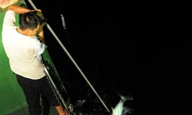 Câu cá đêm tại Trường Sa