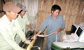 Tuyệt kỹ trứng cá nghìn đô