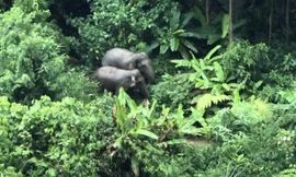 Bài toán bảo tồn hai mẹ con voi