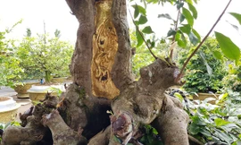 Cây mai vàng được anh Vũ Đức Đông dát 9 chỉ vàng. Ảnh: Dân trí