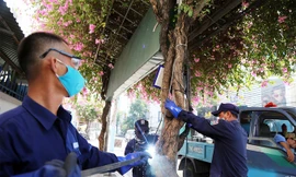 Nhóm công nhân lắp khung sắt bảo vệ hoa giấy trên đường Lý Thánh Tôn, Nha Trang. Ảnh: Xuân Ngọc.