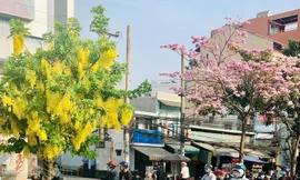 Kèn hồng và những mùa hoa rực rỡ ở TP.HCM