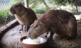 Hà Nội xuất hiện chuột khổng lồ nặng hơn 50 kg nuôi như nuôi lợn