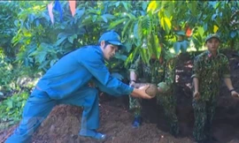 Lực lượng chức năng dò tìm đạn pháo trong rẫy càphê của gia đình ông Y Nar Ntor. (Ảnh: TTXVN)