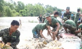 Gồng mình giữ đê