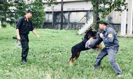 Cận cảnh huấn luyện chó nghiệp vụ