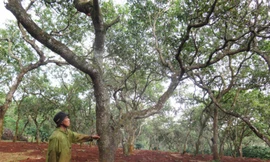 Dân mất mùa vì nhận thuốc trừ sâu hỗ trợ từ chính quyền