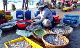 Ngư dân Bình Định trúng đậm ở chuyến ra khơi đầu năm