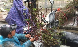 Chiều 30 Tết: Dân thủ đô đội mưa mua hoa 'giá bèo'