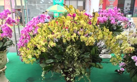 Cây lạ chơi Tết rộn ràng xuống phố