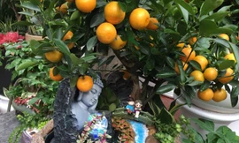 Quất non bộ thế lạ hút khách dịpTết