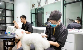 Dịch vụ đón thú cưng đi tắm, giải khuây cho chó mèo 'đắt hàng' mùa dịch 