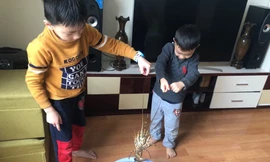 Nhiều gia đình ở Hà Nội mua tôm hùm "giải cứu" giúp người dân nuôi trồng tại Khánh Hòa