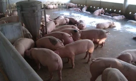 Sau 1 tháng giảm giá, doanh nghiệp tăng giá lợn hơi phá vỡ cam kết với Chính phủ