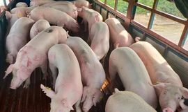 Lợn nhập khẩu nguyên con sẽ về Việt Nam để giảm giá trong nước- Ảnh: Dân việt
