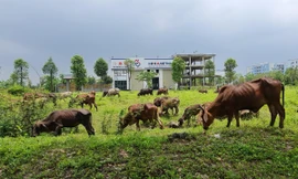 Hết thời sốt nóng, giá nhà đất có dấu hiệu chững lại